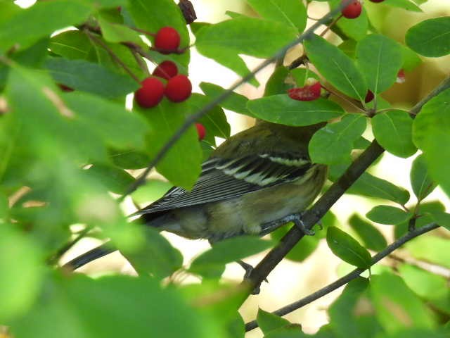 Bay-breasted Warbler - ML640301315