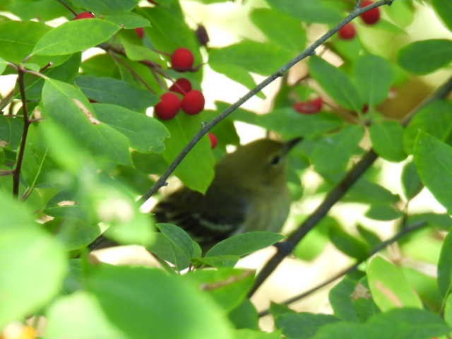 Bay-breasted Warbler - ML640301316