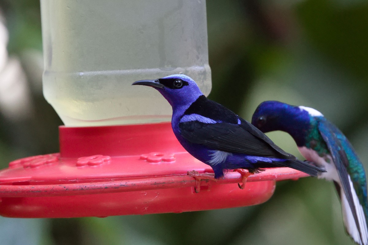 Red-legged Honeycreeper - ML640301387