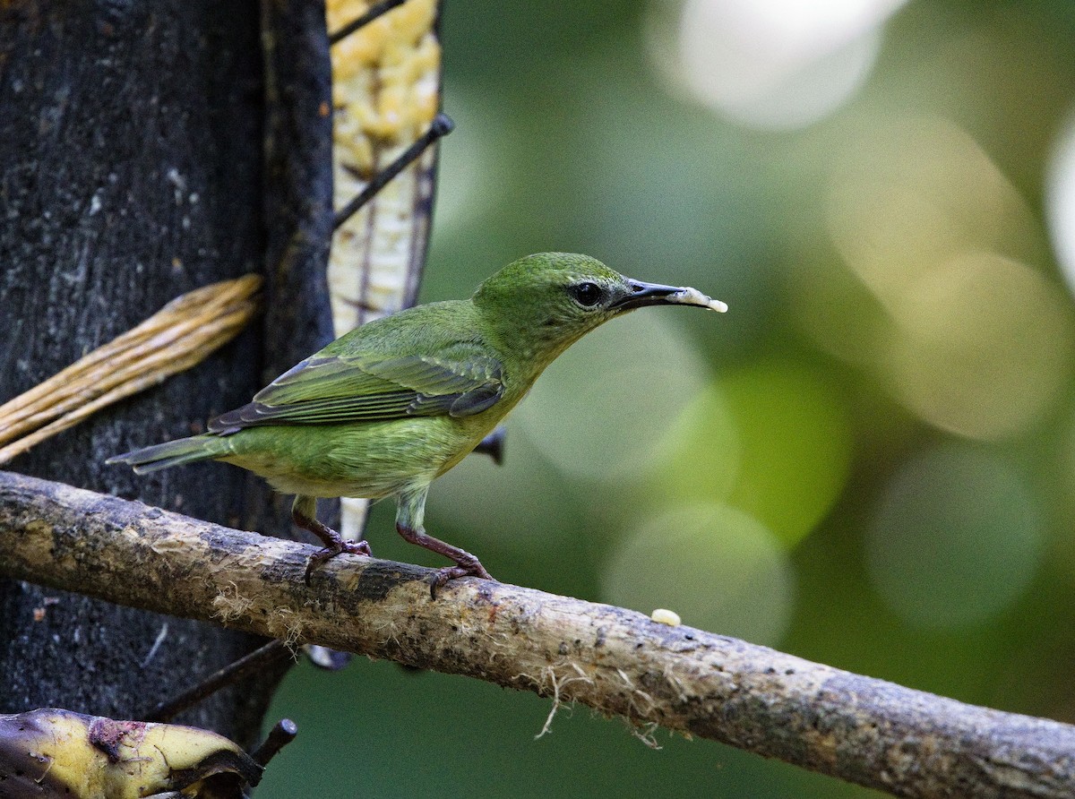 Red-legged Honeycreeper - ML640301412