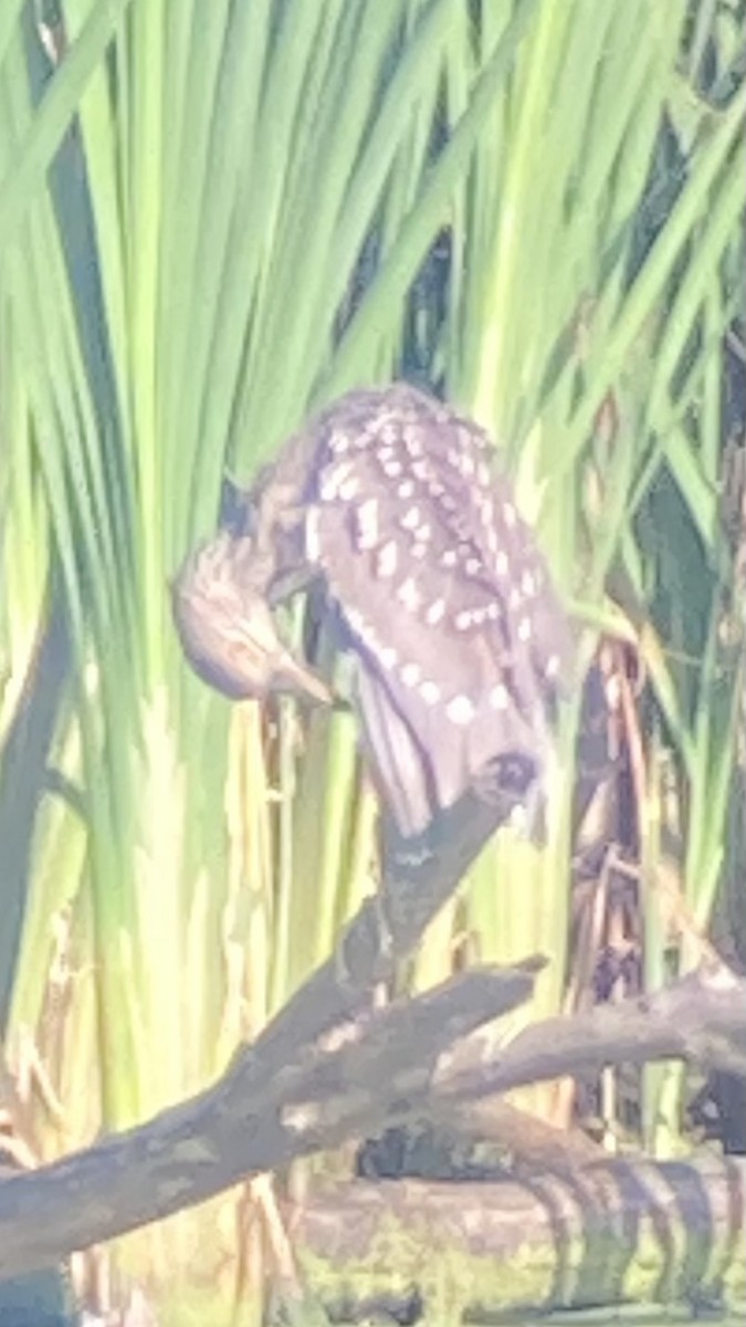 Black-crowned Night Heron - ML640301465