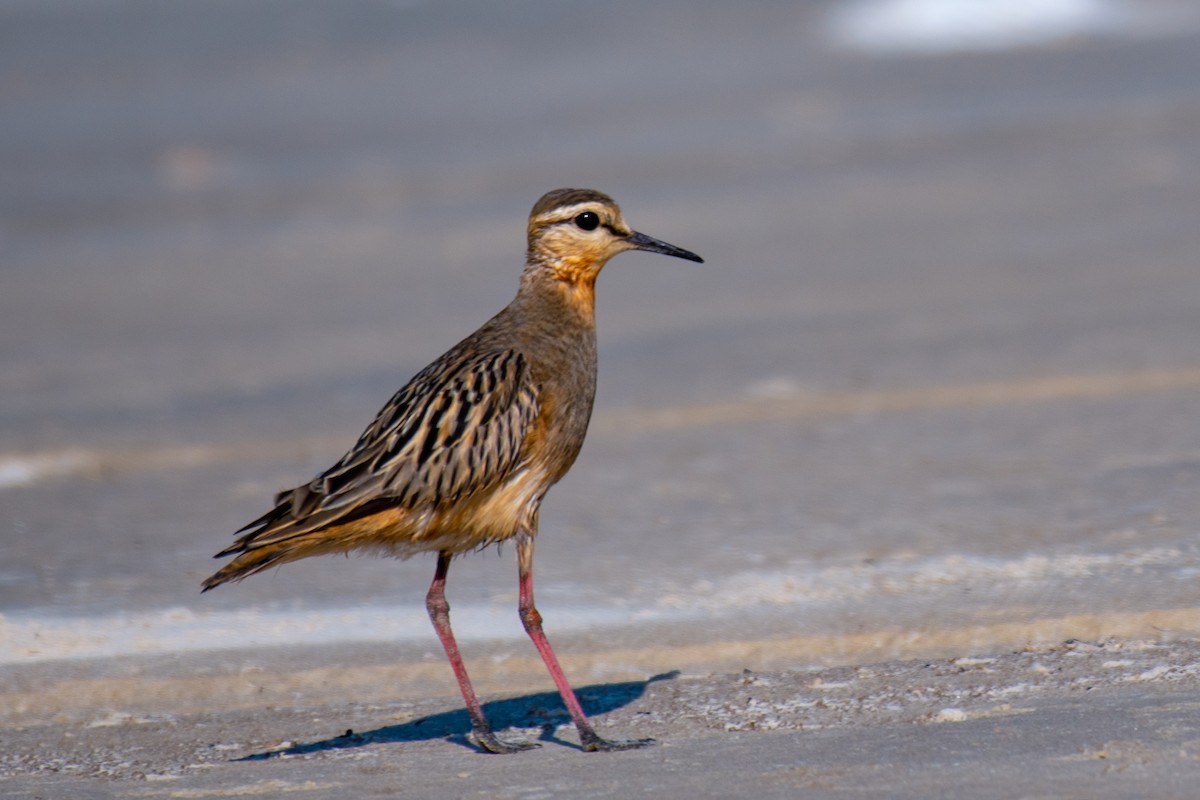Tawny-throated Dotterel - ML640301574