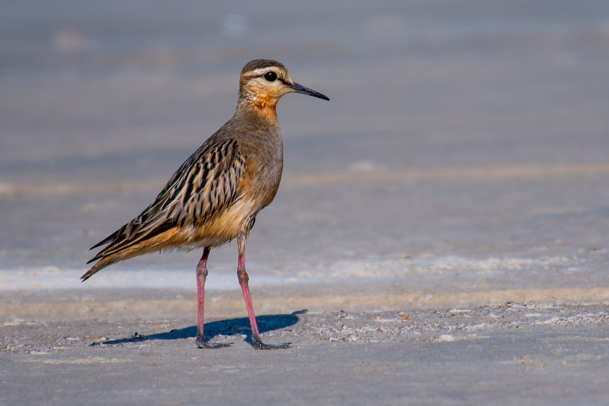 Tawny-throated Dotterel - ML640301575