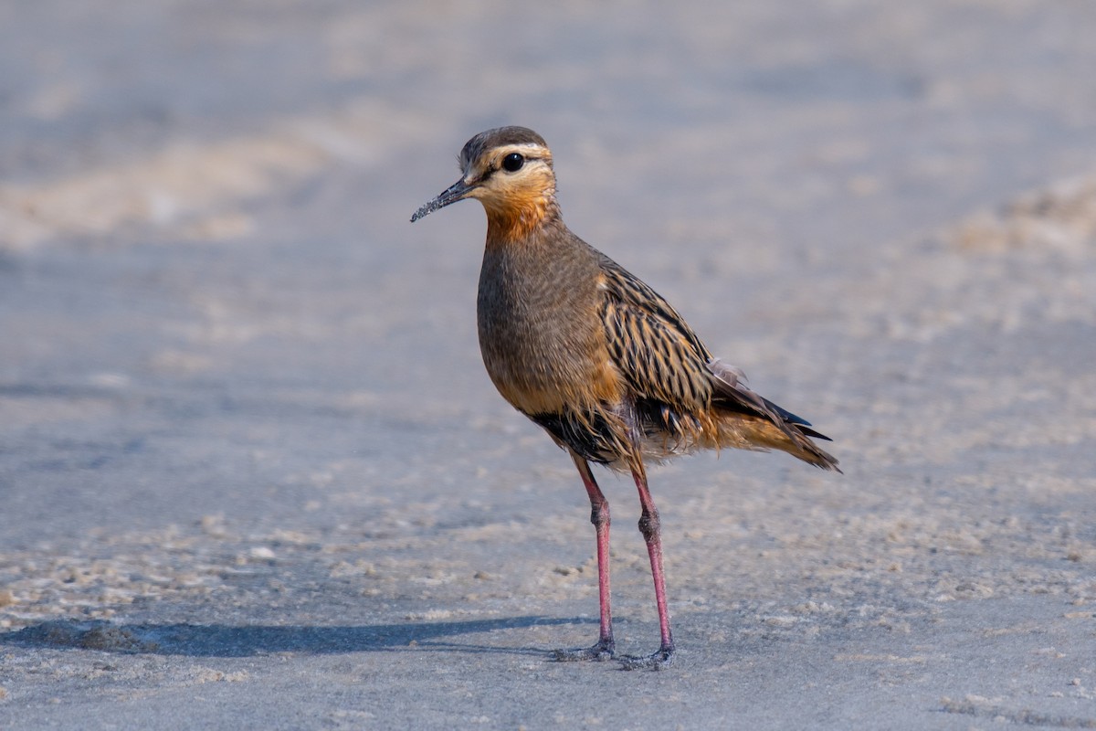 Tawny-throated Dotterel - ML640301580