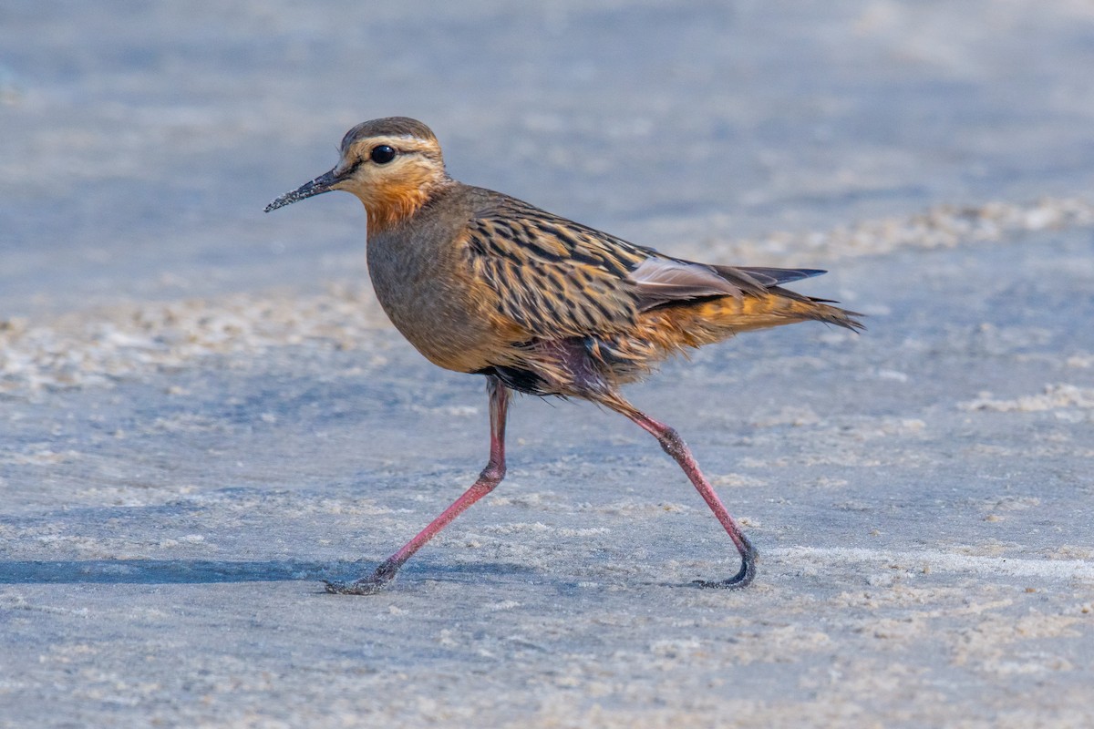 Tawny-throated Dotterel - ML640301585