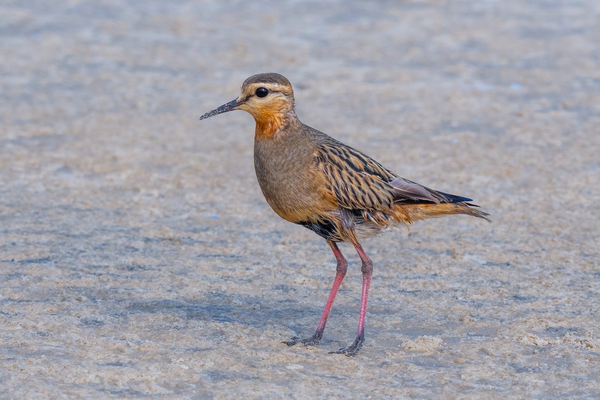 Tawny-throated Dotterel - ML640301586