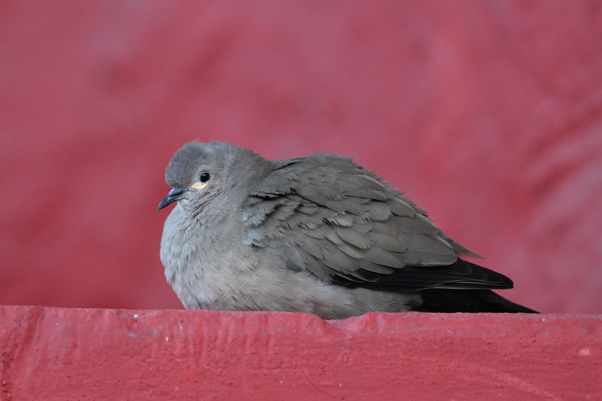 Black-winged Ground Dove - ML640301600