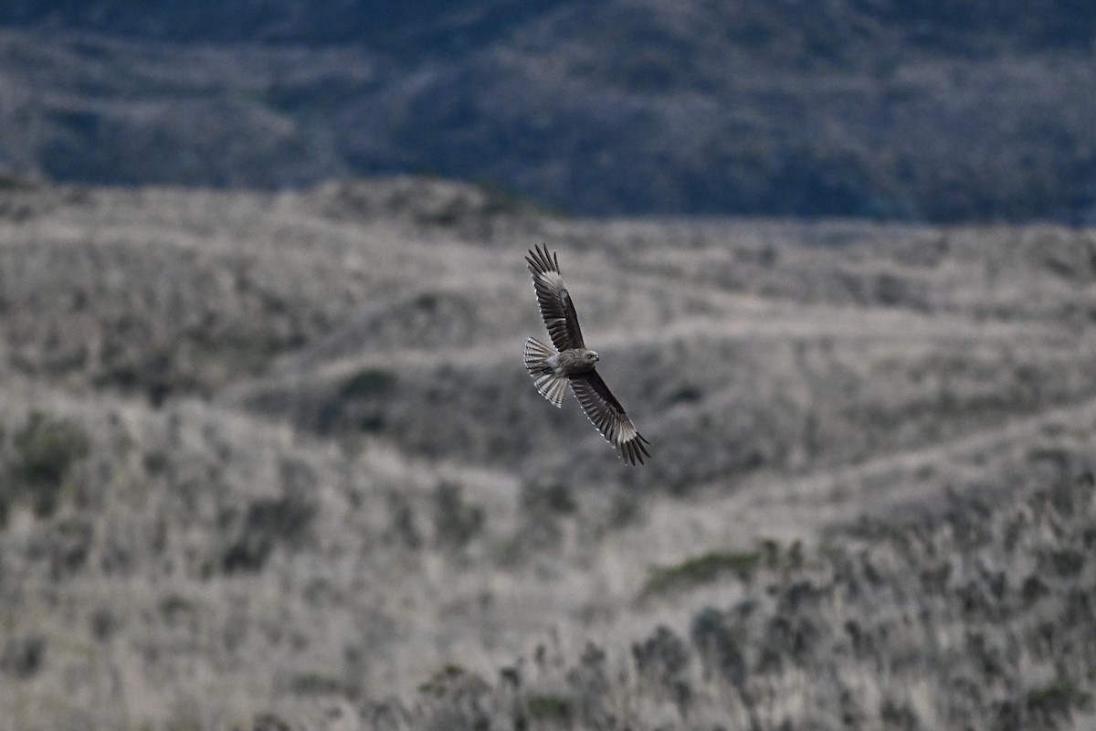Carunculated Caracara - ML640301602