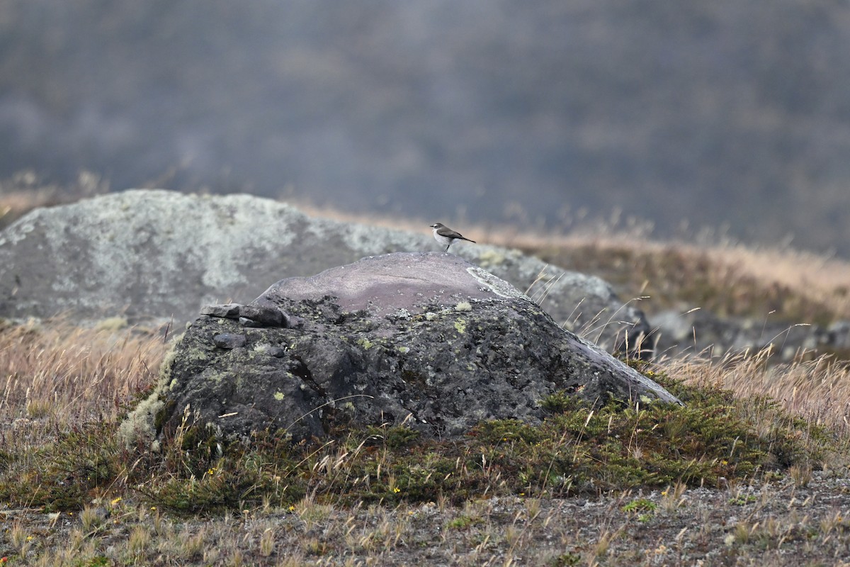 Plain-capped Ground-Tyrant - ML640301618