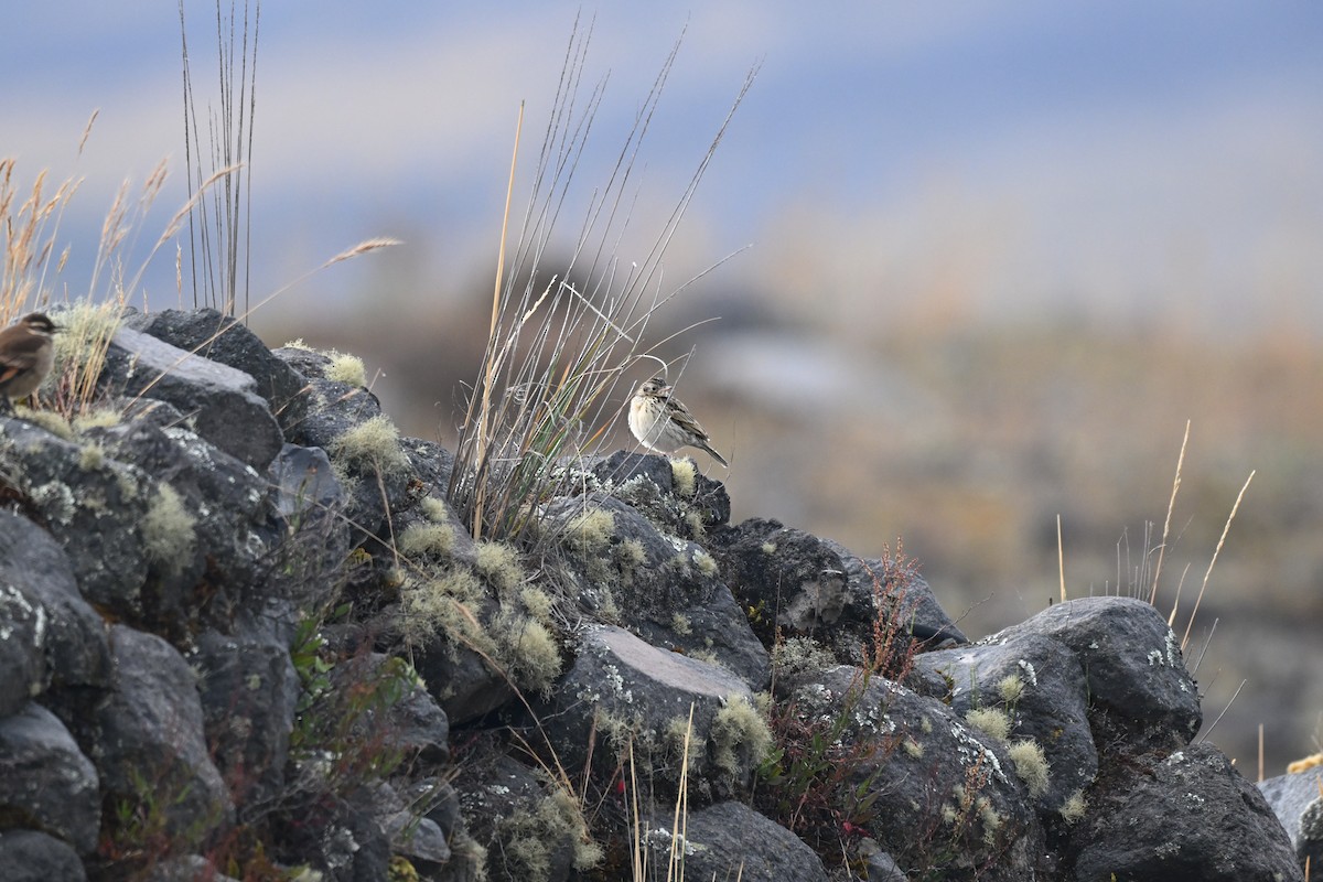 Paramo Pipit - ML640301622