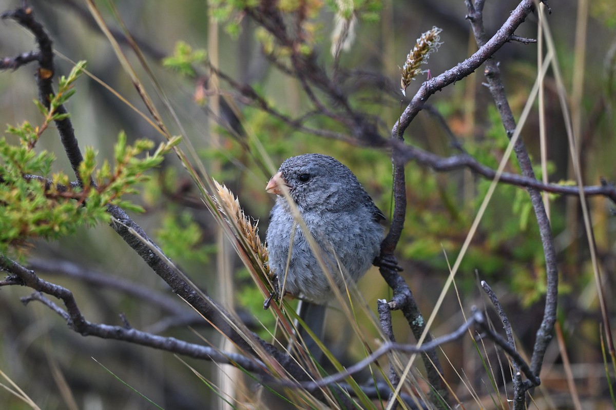 Plain-colored Seedeater - ML640301623