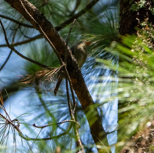 Greater Pewee - ML640301669