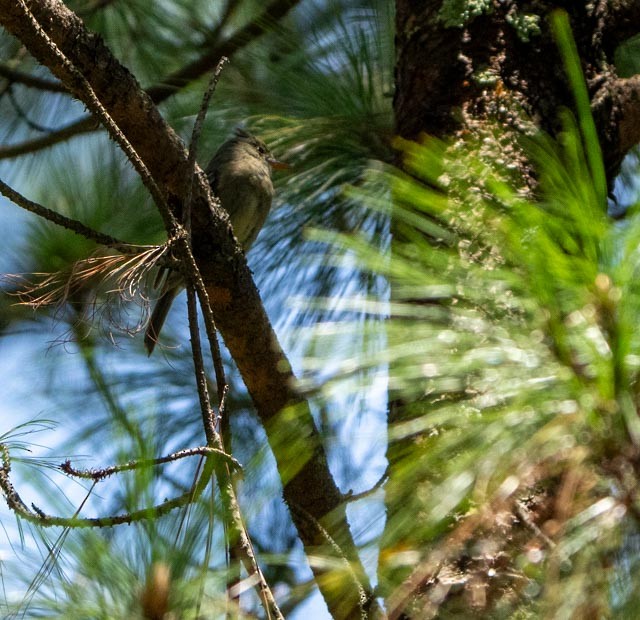 Greater Pewee - ML640301670