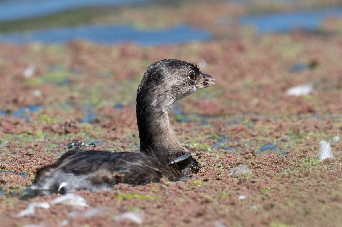 Pied-billed Grebe - ML640301688
