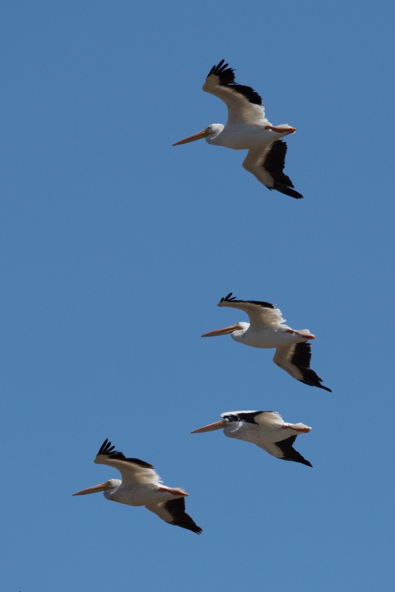 American White Pelican - ML640301692