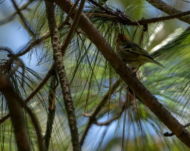 Olive Warbler - ML640301697