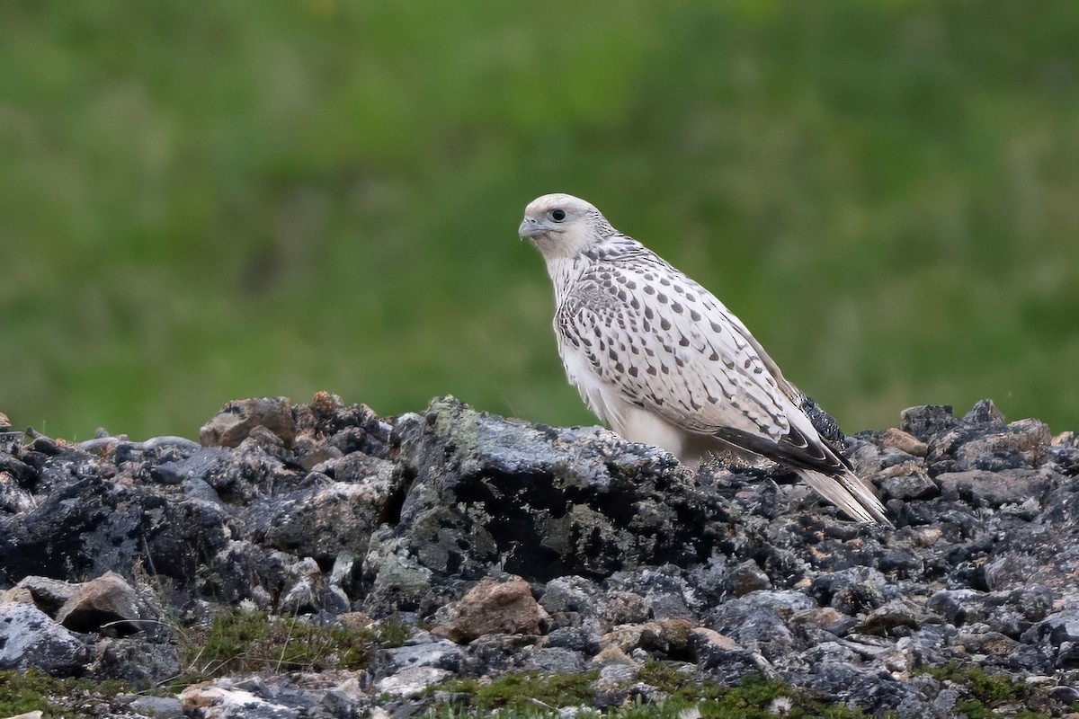 Gyrfalcon - ML640301698