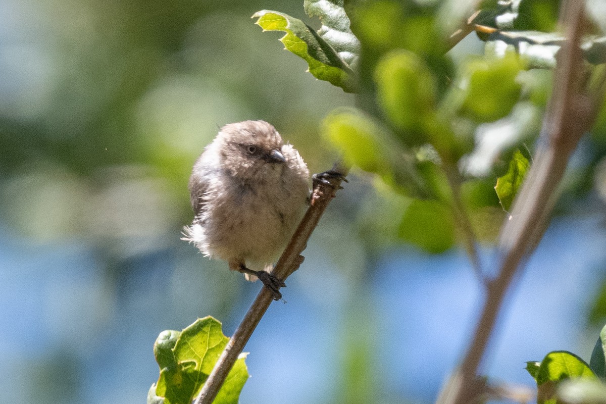 Bushtit - ML640301801