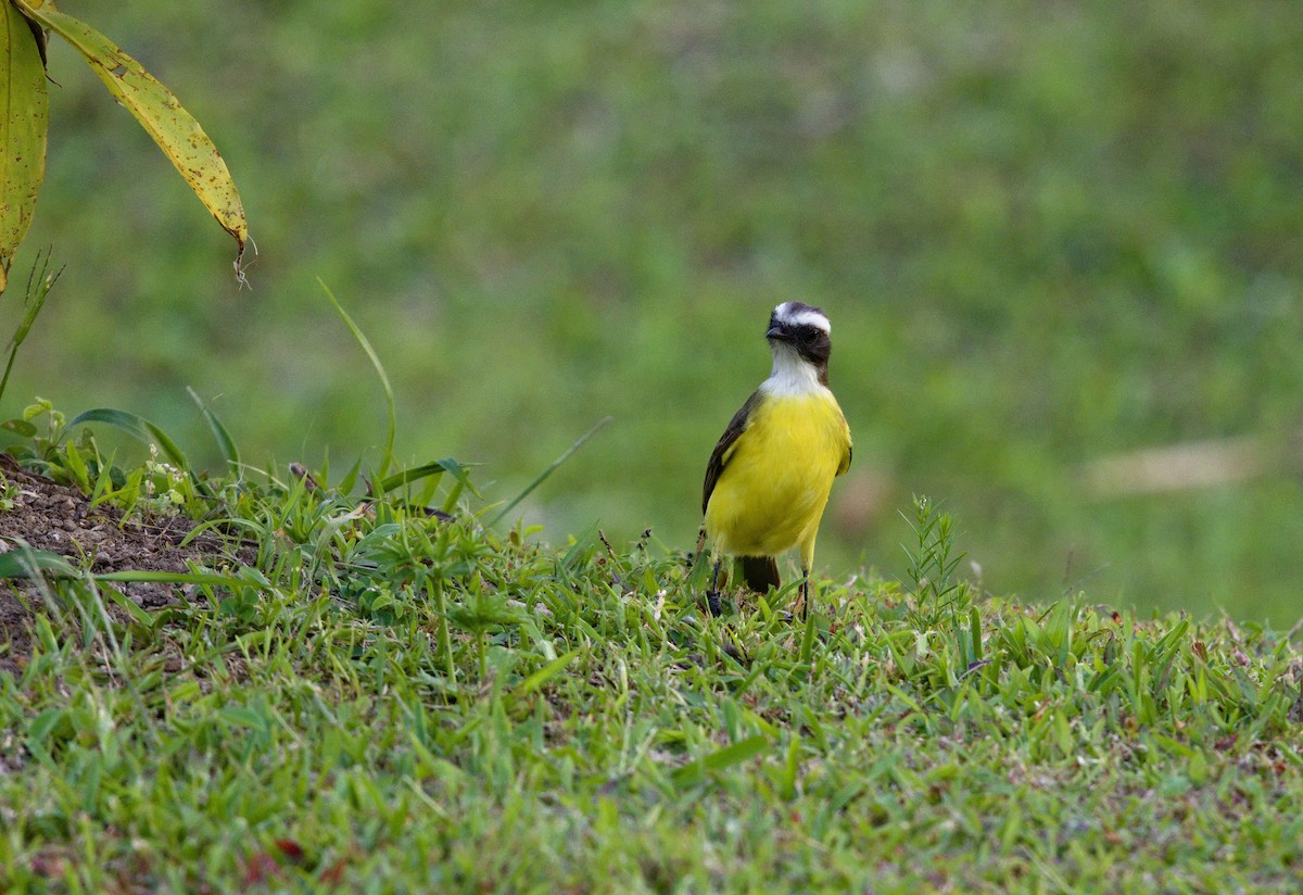 Social Flycatcher - ML640301829