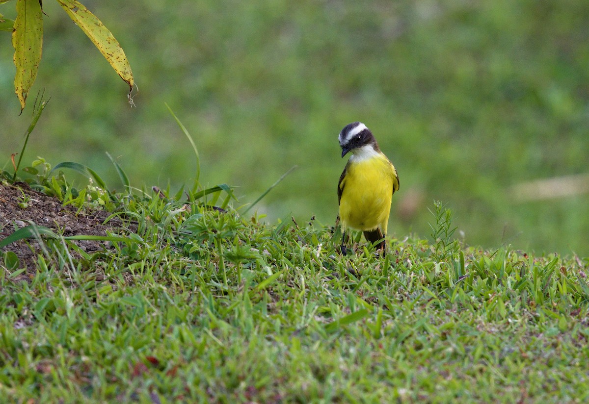 Social Flycatcher - ML640301830