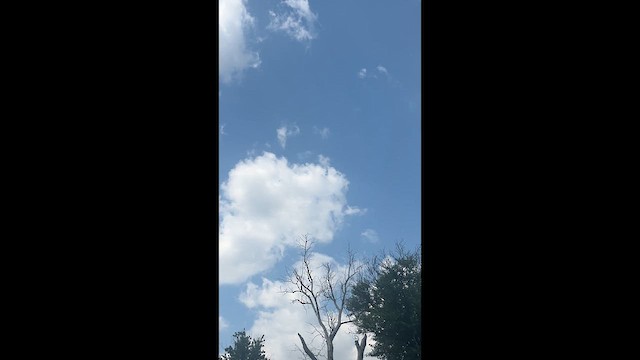 Загасч явлаг - ML640301837
