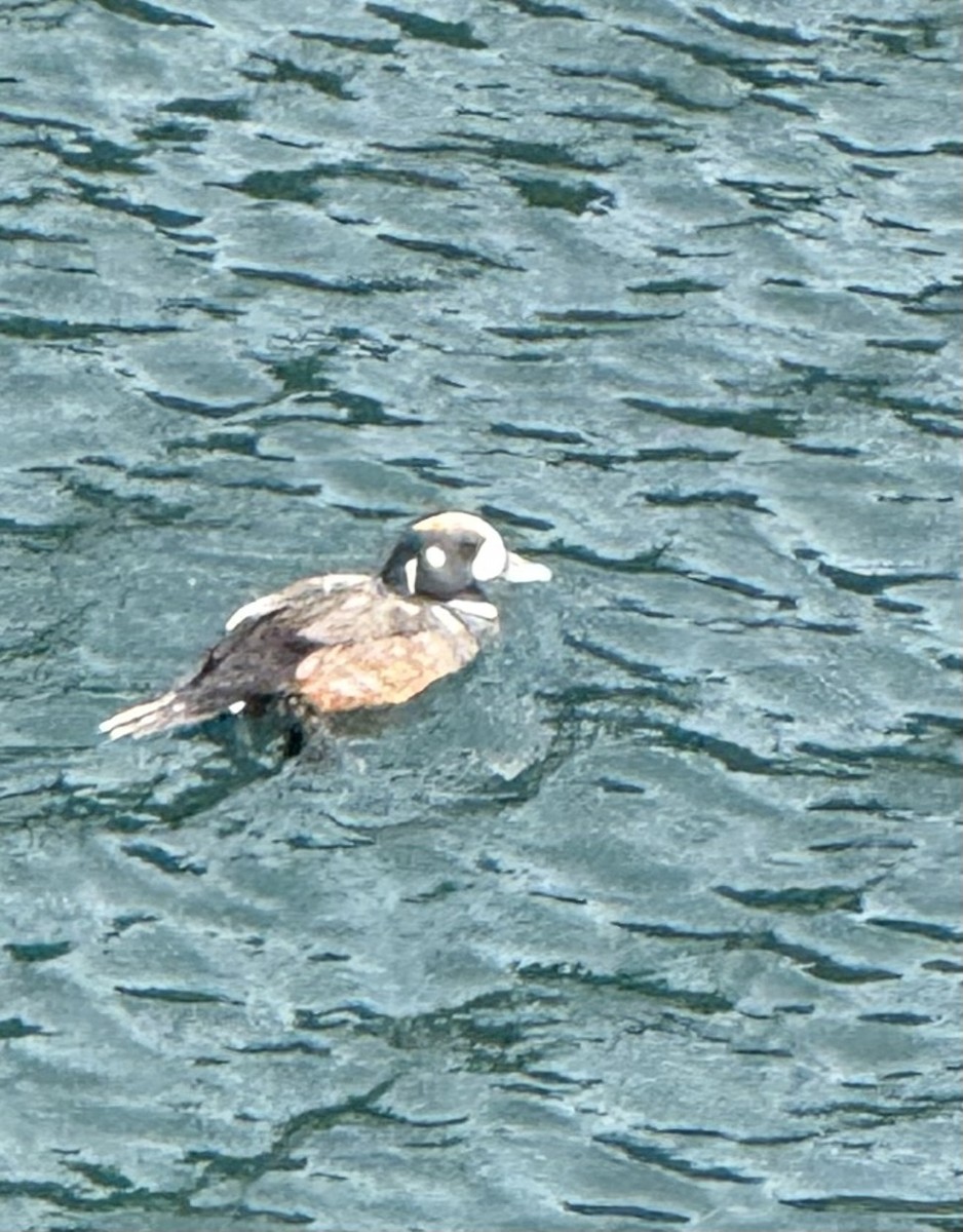 Harlequin Duck - ML640301861