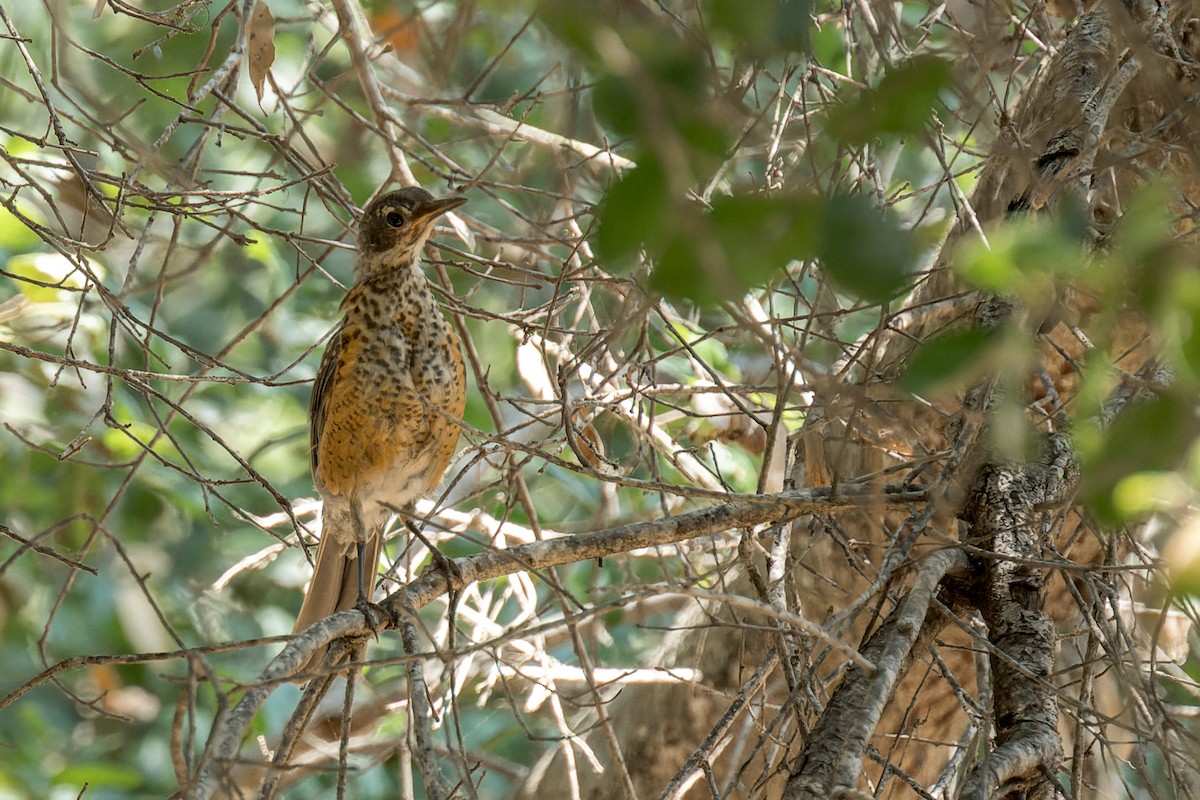 Zozo papargorria - ML640301973