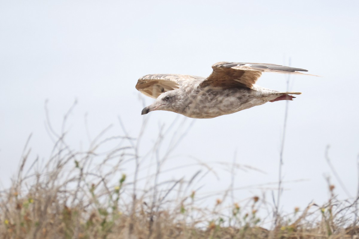 Western Gull - ML640302032