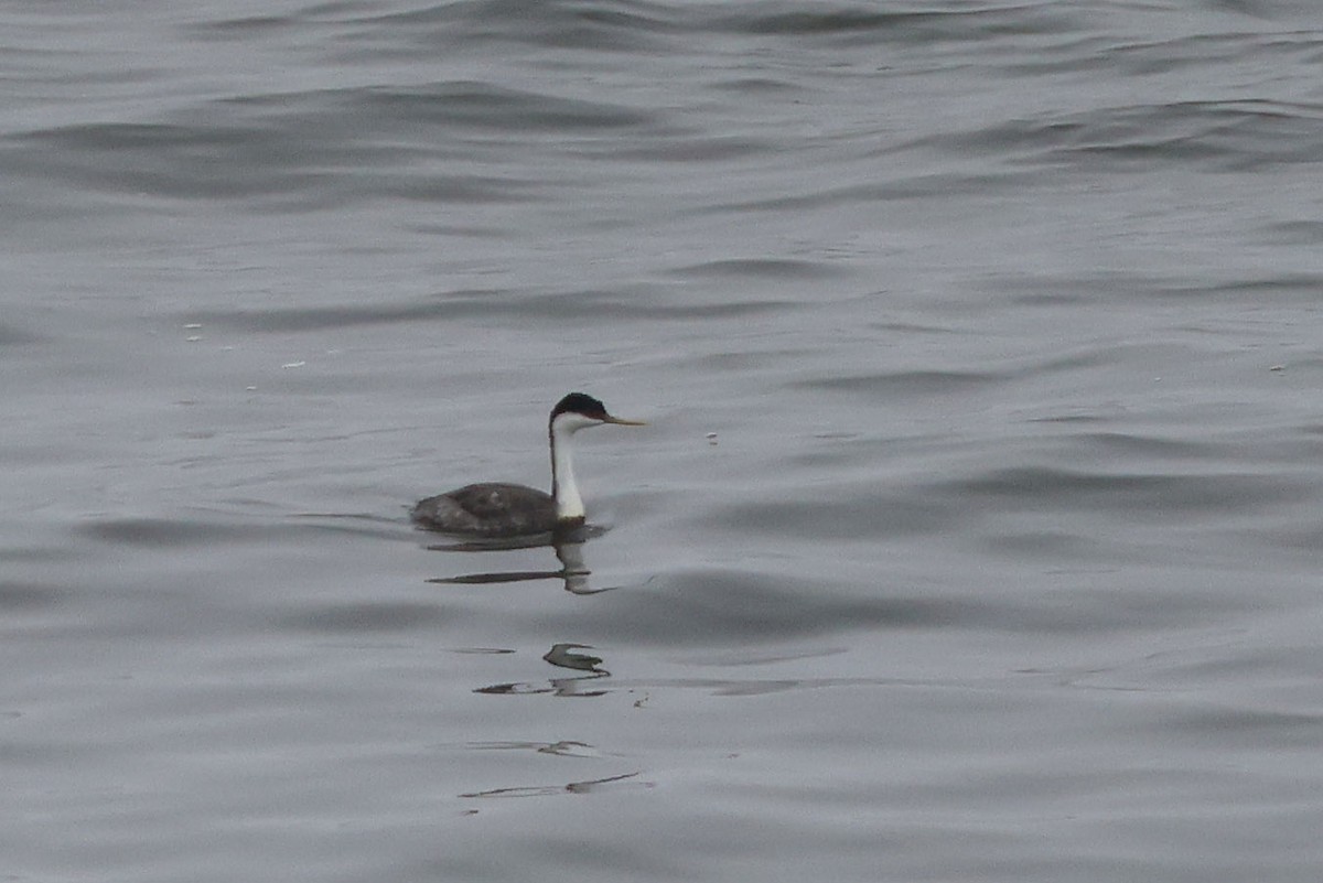 Western Grebe - ML640302035