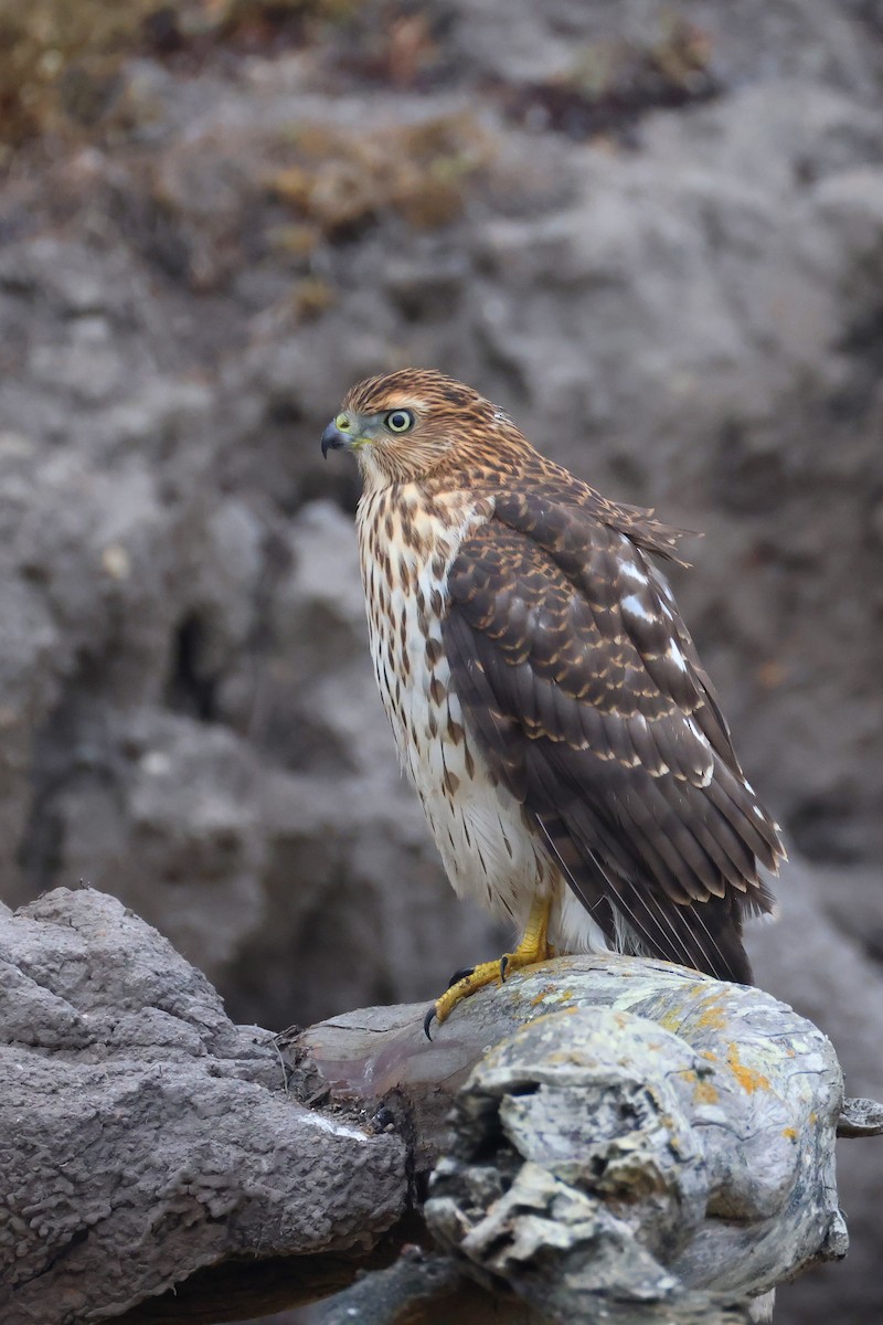 Cooper's Hawk - ML640302058