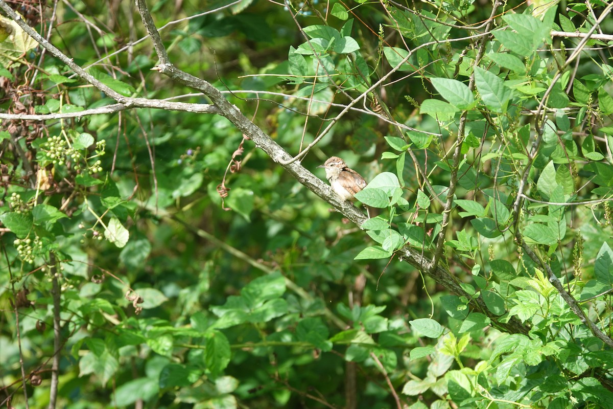 střízlík karolínský - ML640302088