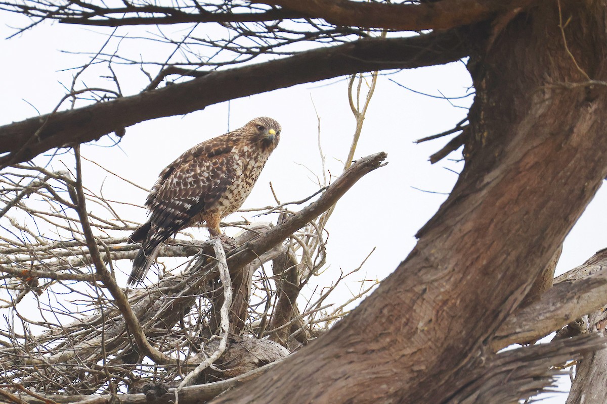 Red-shouldered Hawk - ML640302104