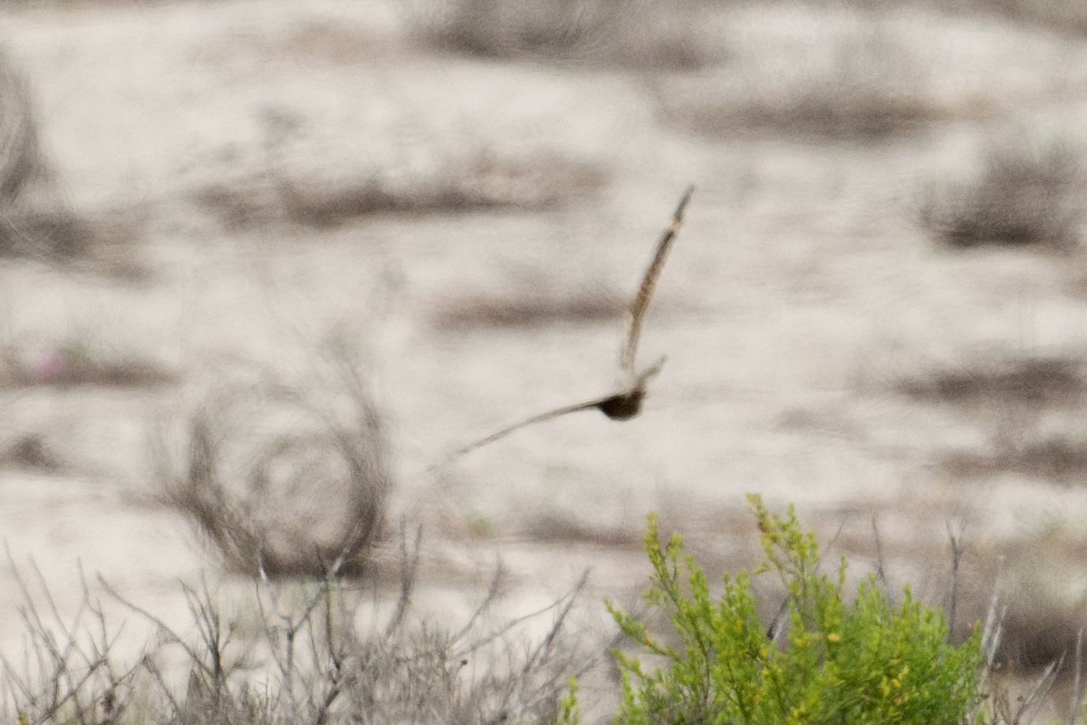 Lesser Nighthawk - ML640302118