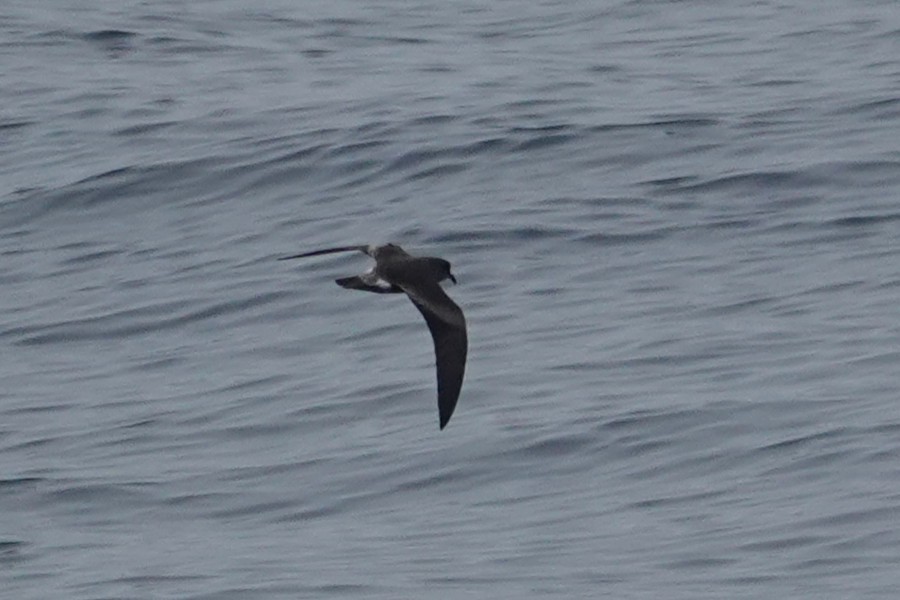 Leach's Storm-Petrel (Chapman's) - ML640302143