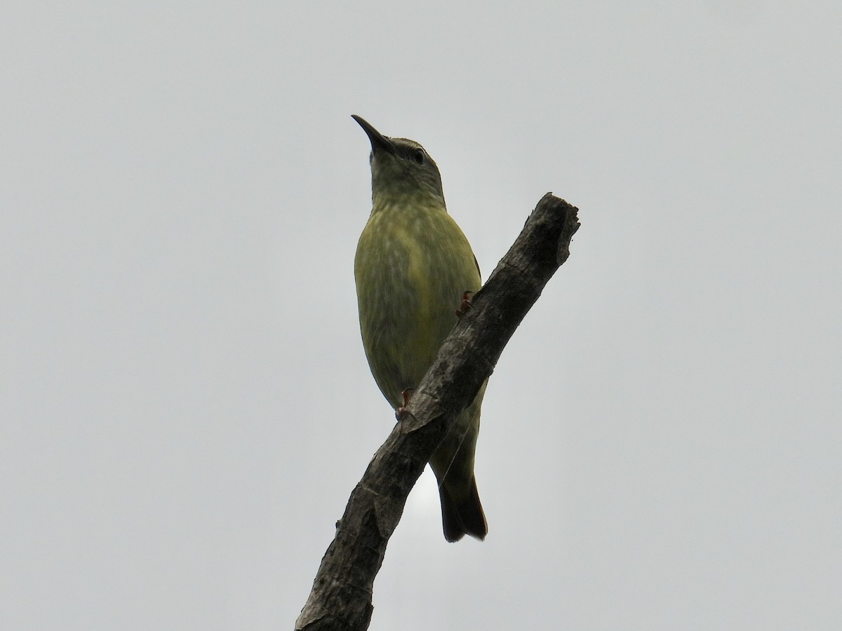 Red-legged Honeycreeper - ML640302166