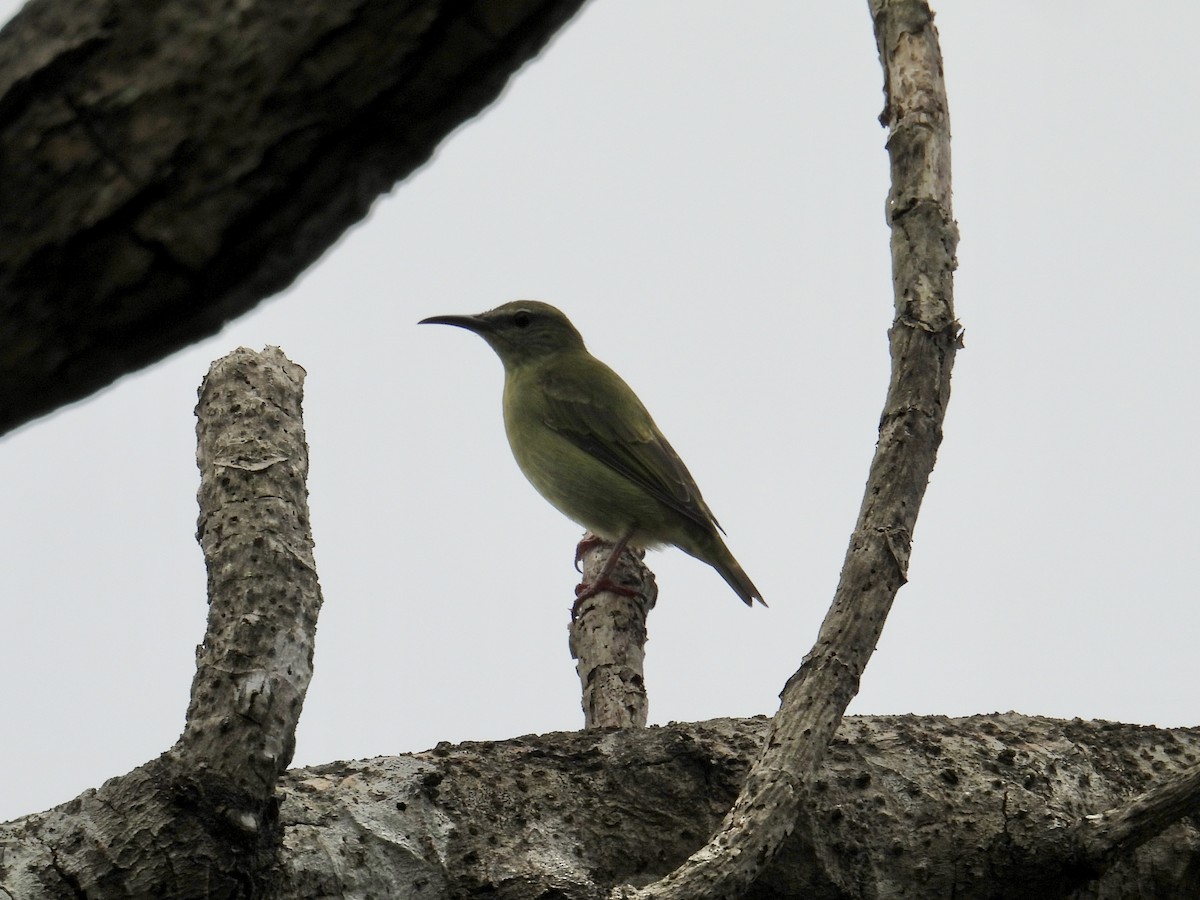 Red-legged Honeycreeper - ML640302167
