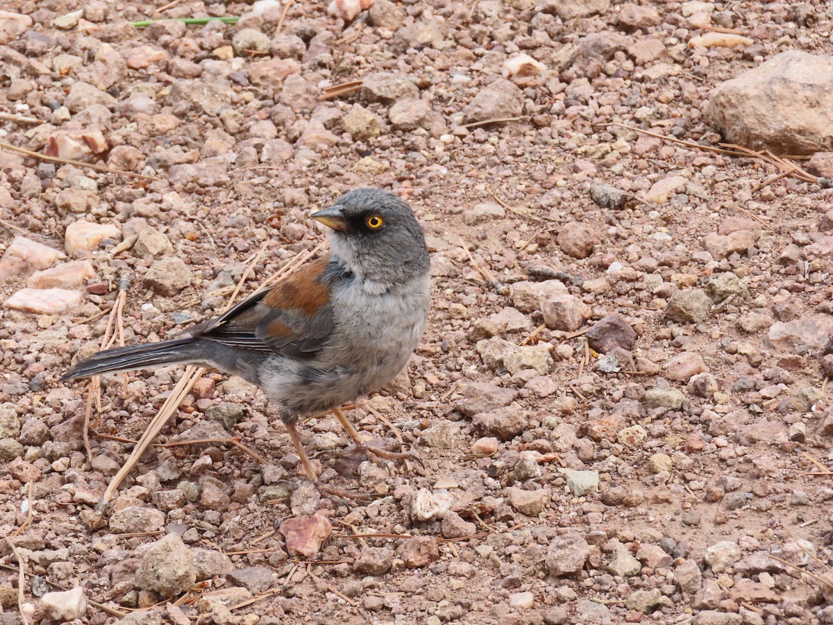 Yellow-eyed Junco - ML640302204