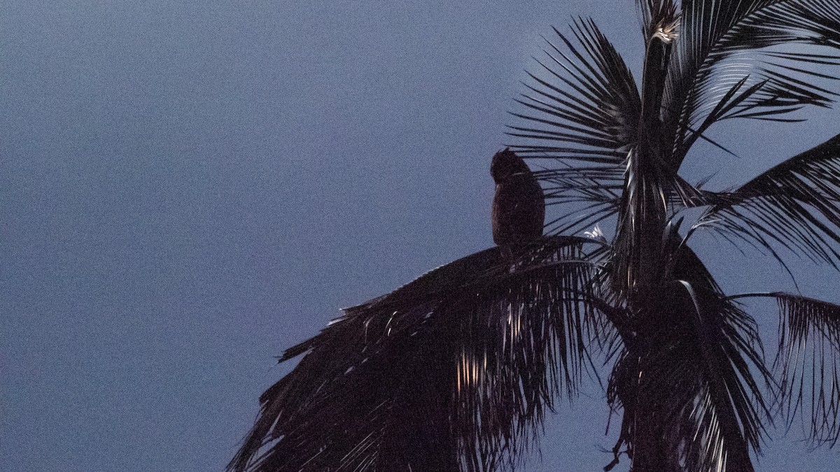 Stygian Owl - ML640302237