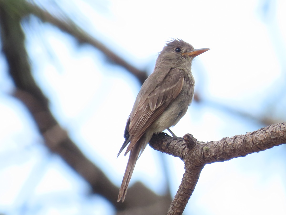 Greater Pewee - ML640302247