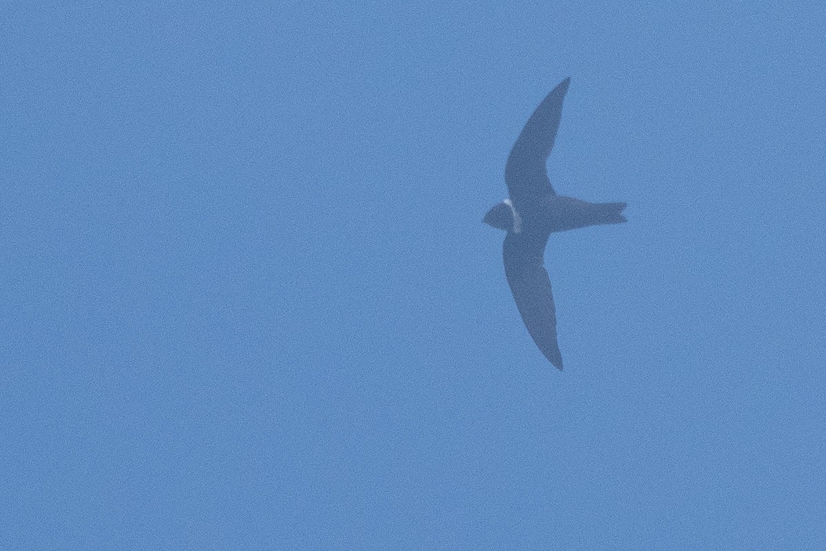 White-collared Swift - ML640302249