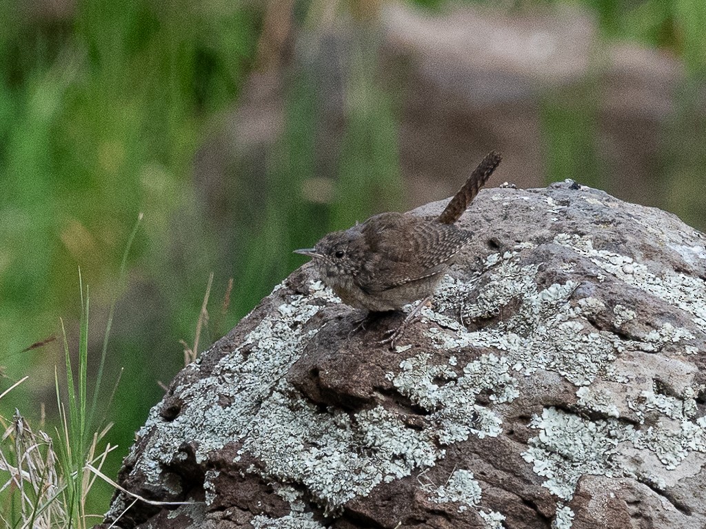 Northern House Wren - ML640302254