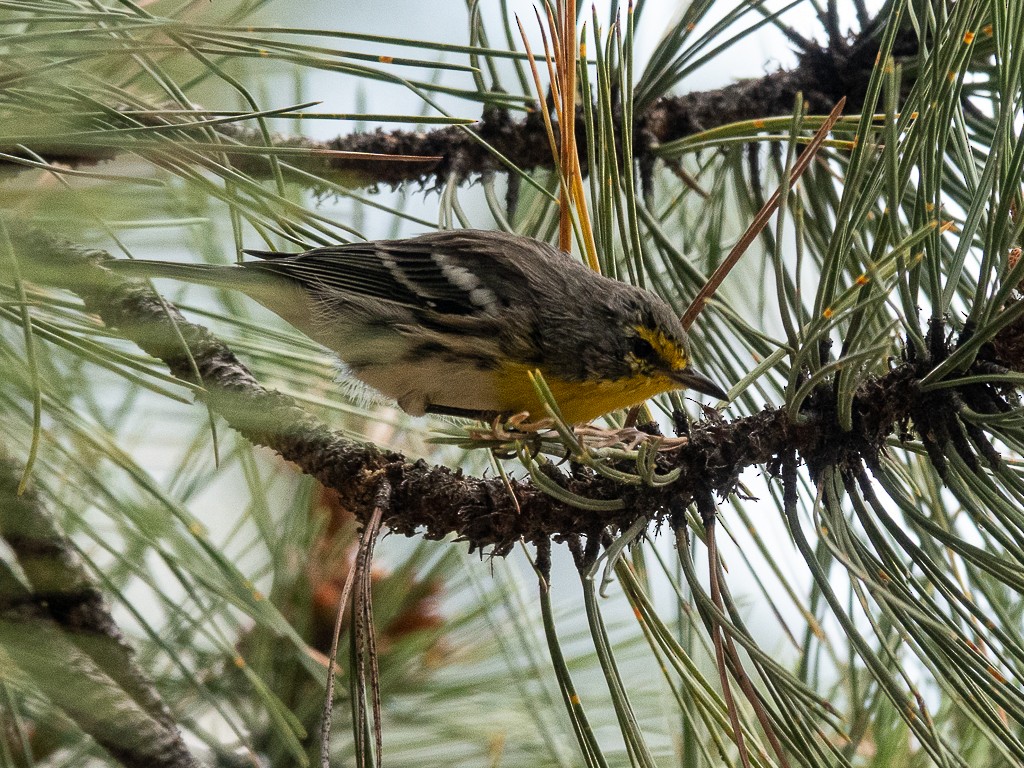 Grace's Warbler - ML640302261