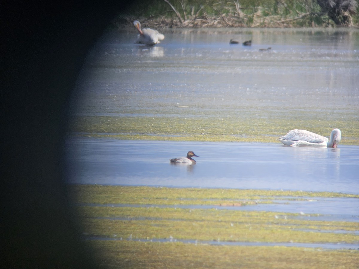 Canvasback - ML640302264