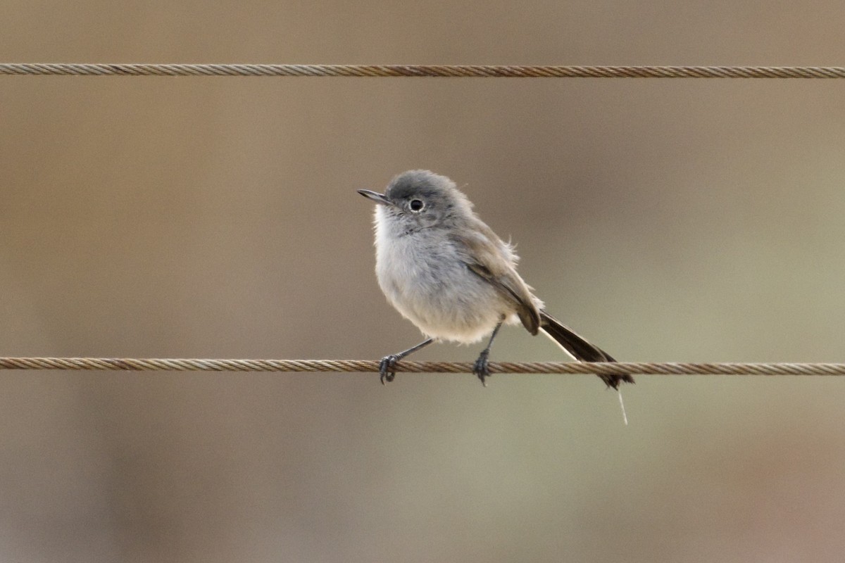 California Gnatcatcher - ML640302265