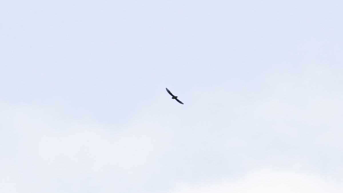 White-fronted Swift - ML640302267