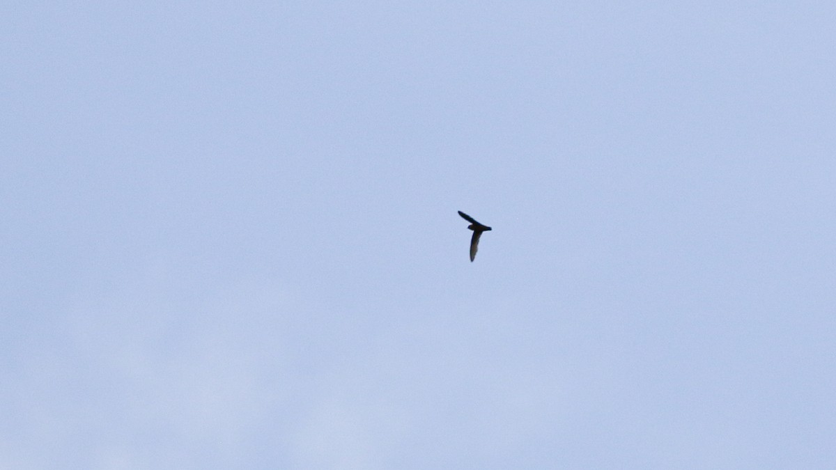 White-fronted Swift - ML640302268