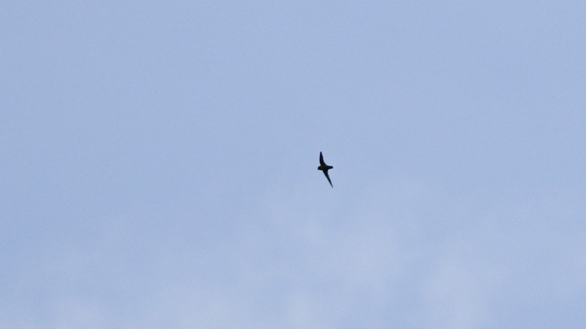White-fronted Swift - ML640302269