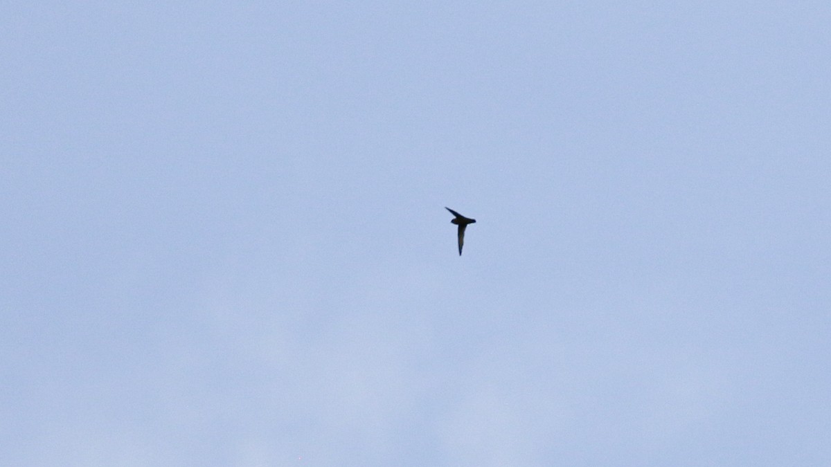 White-fronted Swift - ML640302270