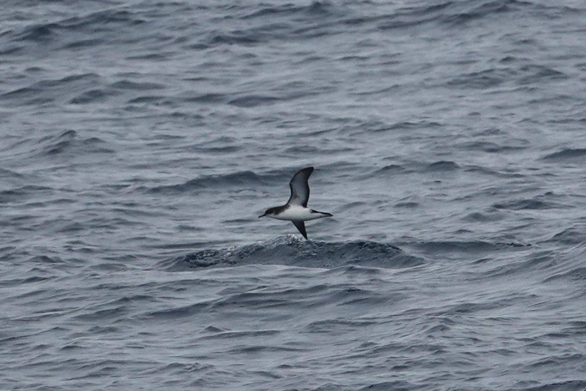 Manx Shearwater - ML640302271