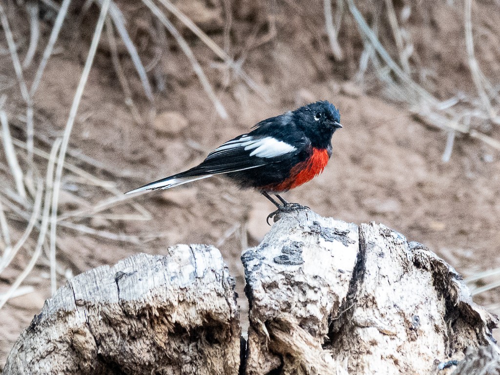 Painted Redstart - ML640302273